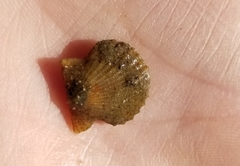 Leptopecten latiauratus
