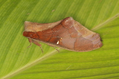 Colax apulus