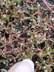 Crassula natans