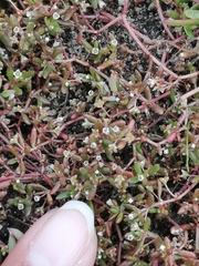 Crassula natans