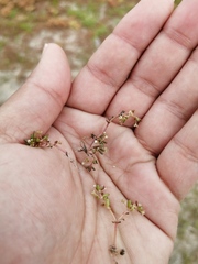Crassula natans