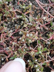 Crassula natans