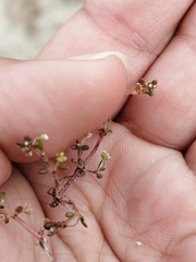 Crassula natans