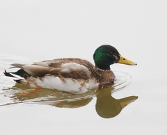 Anas platyrhynchos