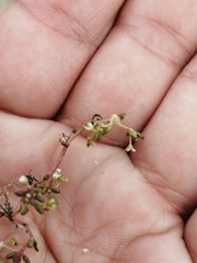 Crassula natans