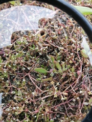 Crassula natans