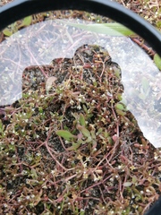 Crassula natans