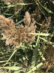 Phragmites australis