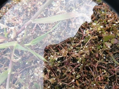 Crassula natans