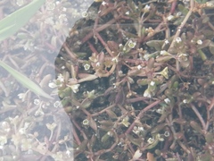Crassula natans