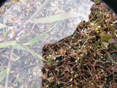 Crassula natans