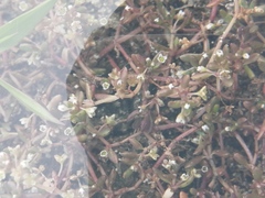 Crassula natans