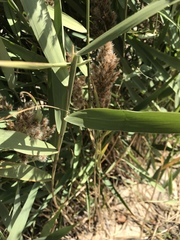 Phragmites australis