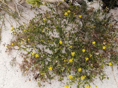Senecio maritimus