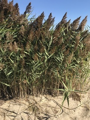 Phragmites australis