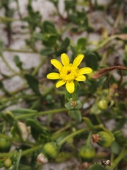 Senecio maritimus