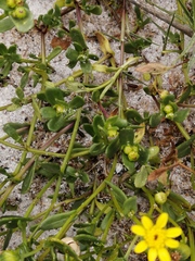 Senecio maritimus