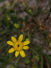 Senecio maritimus