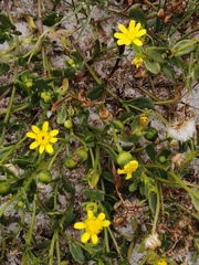 Senecio maritimus