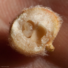 Disholandricus lasius