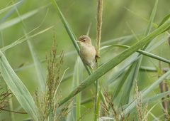 Acrocephalus palustris