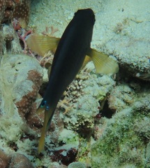 Chrysiptera unimaculata