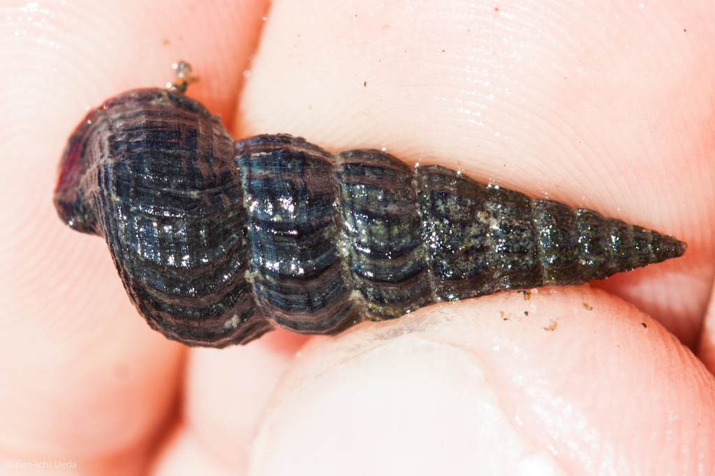 California Horn Snail