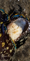 Navanax inermis