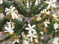 Wahlenbergia neorigida