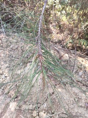 Pinus yunnanensis