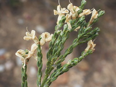 Amphithalea vlokii