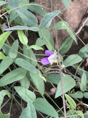 Decorsea galpinii