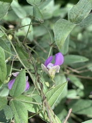 Decorsea galpinii