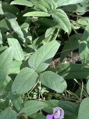 Decorsea galpinii