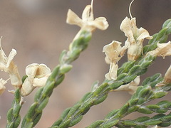 Amphithalea vlokii