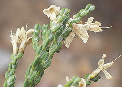 Amphithalea vlokii
