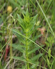 Lobelia sessilifolia