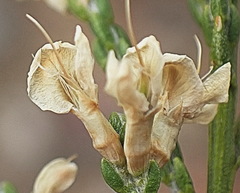 Amphithalea vlokii