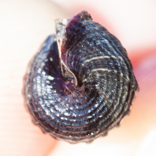 California Horn Snail