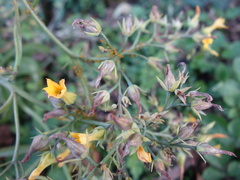 Kalanchoe integra