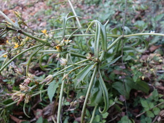 Kalanchoe integra