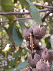 Oecanthus zhengi