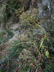 Kalanchoe integra