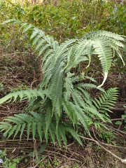 Pteris arisanensis