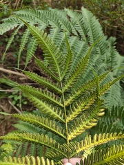 Pteris arisanensis