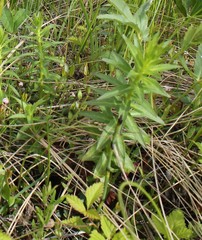 Lobelia sessilifolia