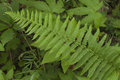 Coryphopteris nipponica