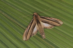 Nystalea lineiplena