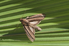 Nystalea lineiplena