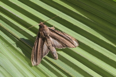 Nystalea lineiplena